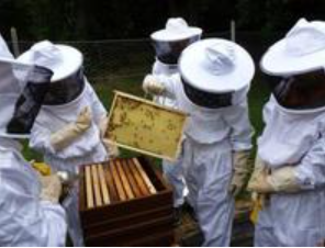 Apiculture